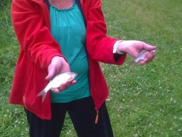 Competities HSV Alfheim